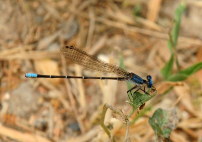 718cook's 161bluefronteddancer.jpg