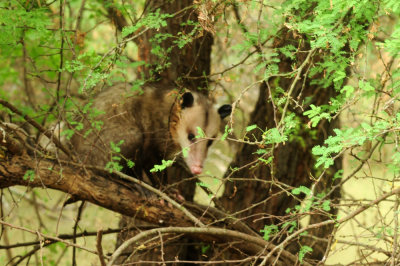 718cook's 166opossum.jpg
