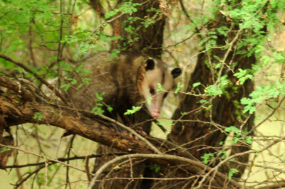 718cook's 167opossum.jpg