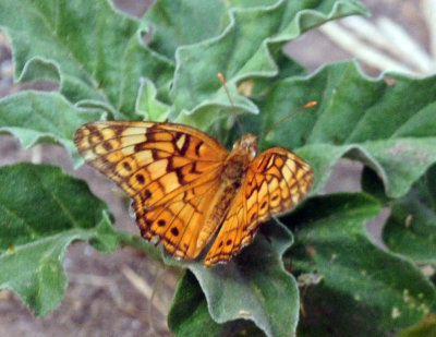 718cook's 215variegated.jpg
