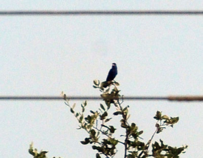 719cook'singe 020bluegrosbeak.jpg