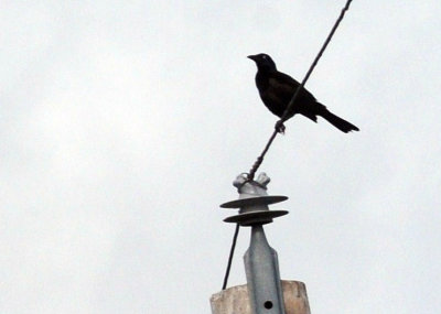 g12/63/778763/3/170889118.mSn1E37L.jpg