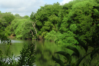 719cook'singe 134magictree.jpg