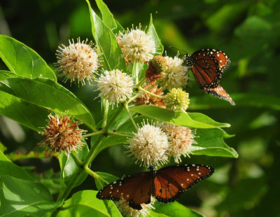 719cook'singe 194buttonbushqueen.jpg
