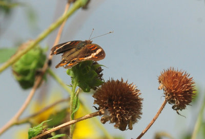 719cook'singe 319commonbuckeye.jpg