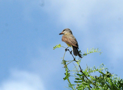 719dounty 022westernkingbird.jpg