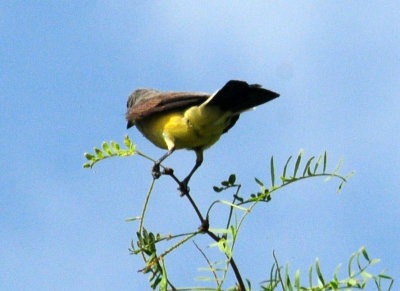 719dounty 024westernkingbird.jpg