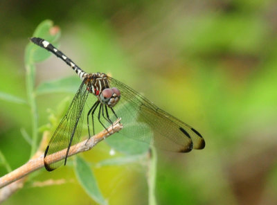 719dounty 031swiftsetwingzzzzzzzz.jpg