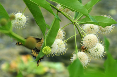 719dounty 038giantswallowtailbuttonbush.jpg