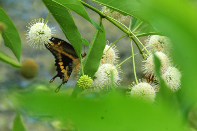 719dounty 041giantswallowtailbuttonbushzzzzz.jpg
