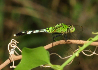 719dounty 046easternpondhawk.jpg