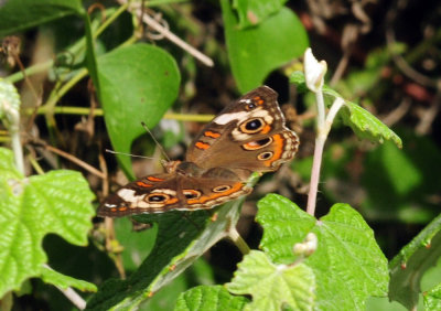 719dounty 050commonbuckeye.jpg