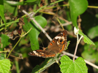 719dounty 052commonbuckeye.jpg