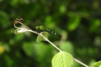 719dounty 076easternpondhawk.jpg