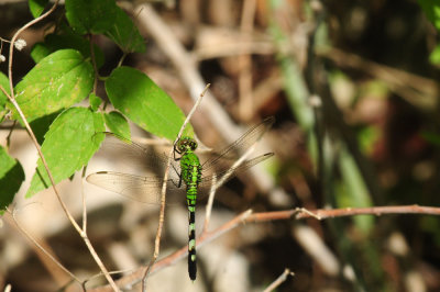 719dounty 077easternpondhawk.jpg
