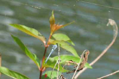 719dounty 081easternpondhawk.jpg