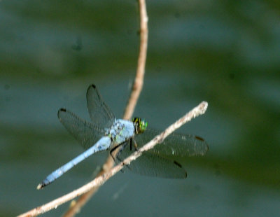 719dounty 085easternpondhawk.jpg