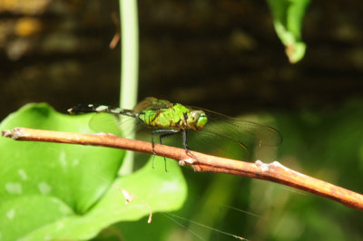 719dounty 097easternpondhawk.jpg