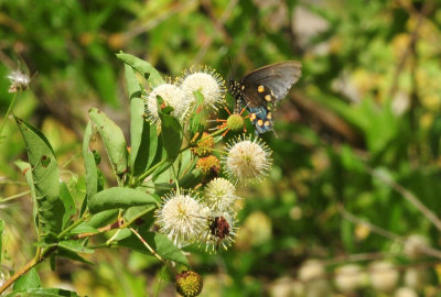 719dounty 118pipevine.jpg