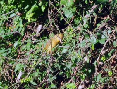 720cook's 015summertanager.jpg