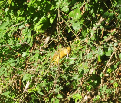 720cook's 019summertanager.jpg