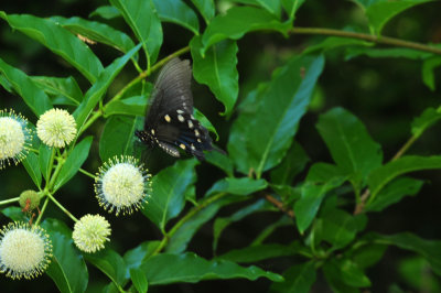 720cook's 025pipevineswallowtail.jpg