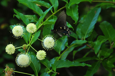 720cook's 026pipevineswallowtail.jpg