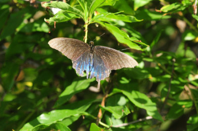 720cook's 028pipevineswallowtail.jpg