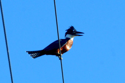 720cook's 031ringedkingfisher.jpg
