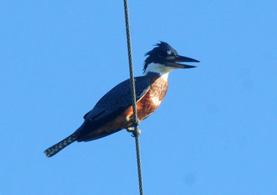 720cook's 033ringedkingfisher.jpg