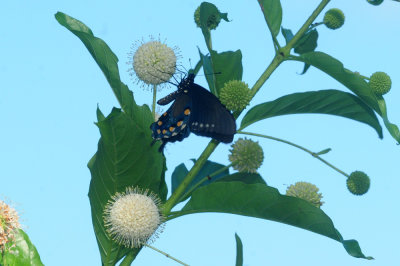 720cook's 040pipevineswallowtail.jpg
