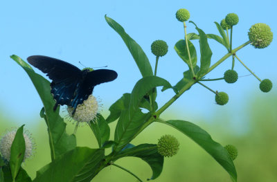 720cook's 042pipevineswallowtail.jpg