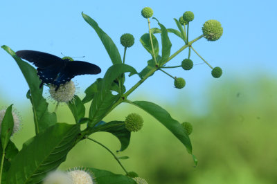 720cook's 043pipevineswallowtail.jpg