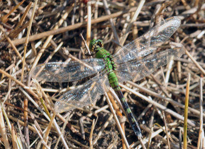 720cook's 058easternpondhawk.jpg