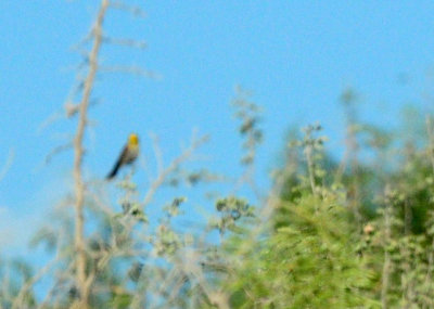 724me 015verdin.jpg