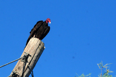 724me 017turkeyvulture.jpg