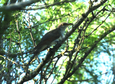 724me 034yellowbilledcuckoo.jpg