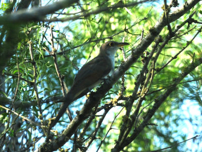 724me 037yellowbilledcuckoo.jpg