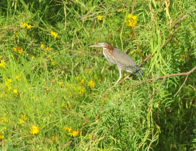 724me 040greenheron.jpg