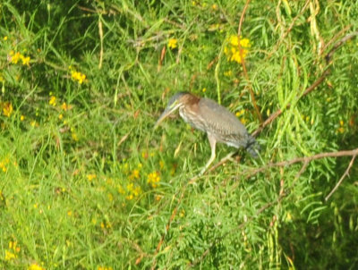 724me 042greenheron.jpg