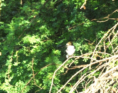 724me 050greenkingfisher.jpg