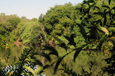 724me 066magictree.jpg