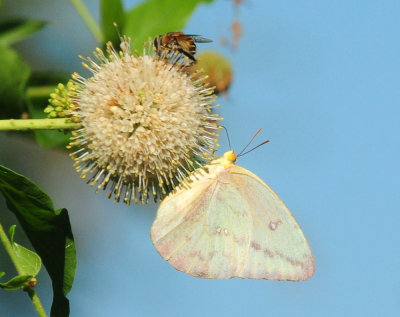724me 068largeorangesulphur.jpg