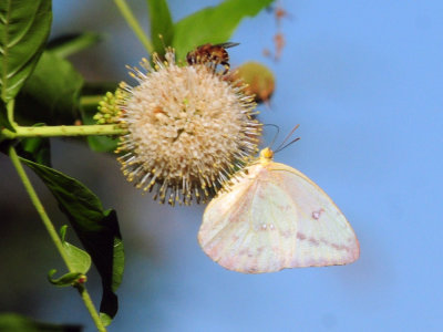 724me 070largeorangesulphur.jpg