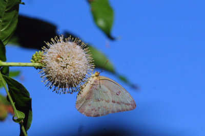 724me 072largeorangesulphur.jpg