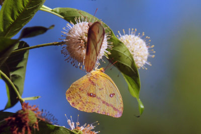 724me 080largeorangesulphur.jpg