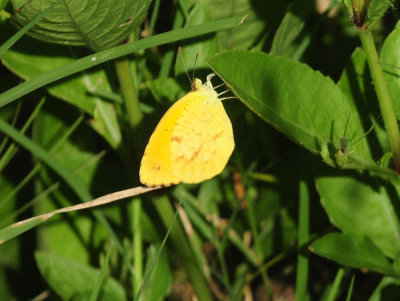 724me 157sleepyorange.jpg