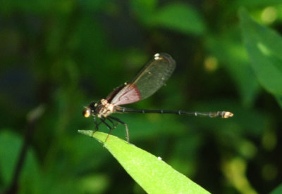 724me 170americanrubyspot.jpg