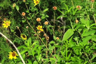 724me 181sunflowers.jpg