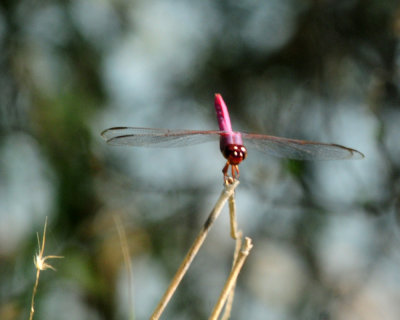 724me 188roseate.jpg